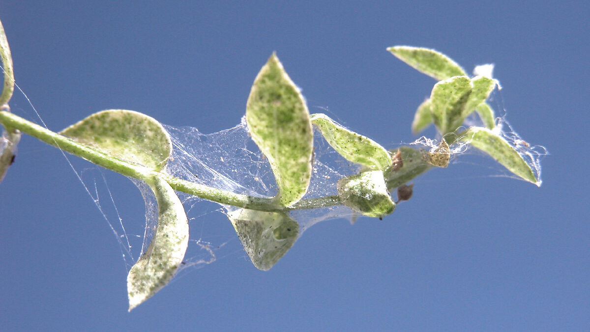 Spider mite damage on a plant....