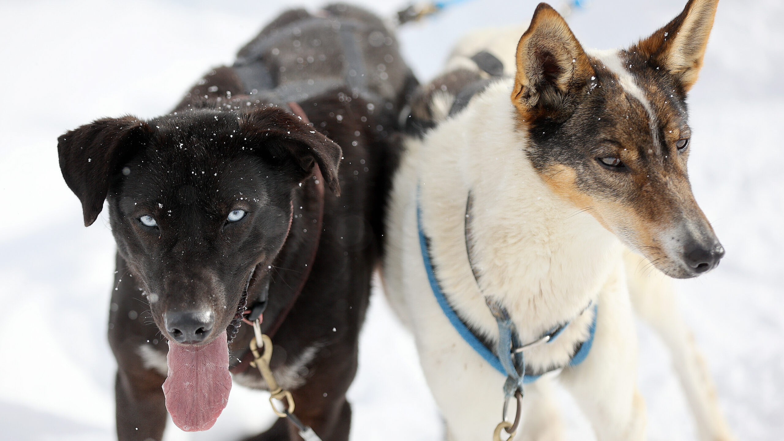 two seld dogs, Officials with Weber County Animal Services report three confirmed cases of canine p...