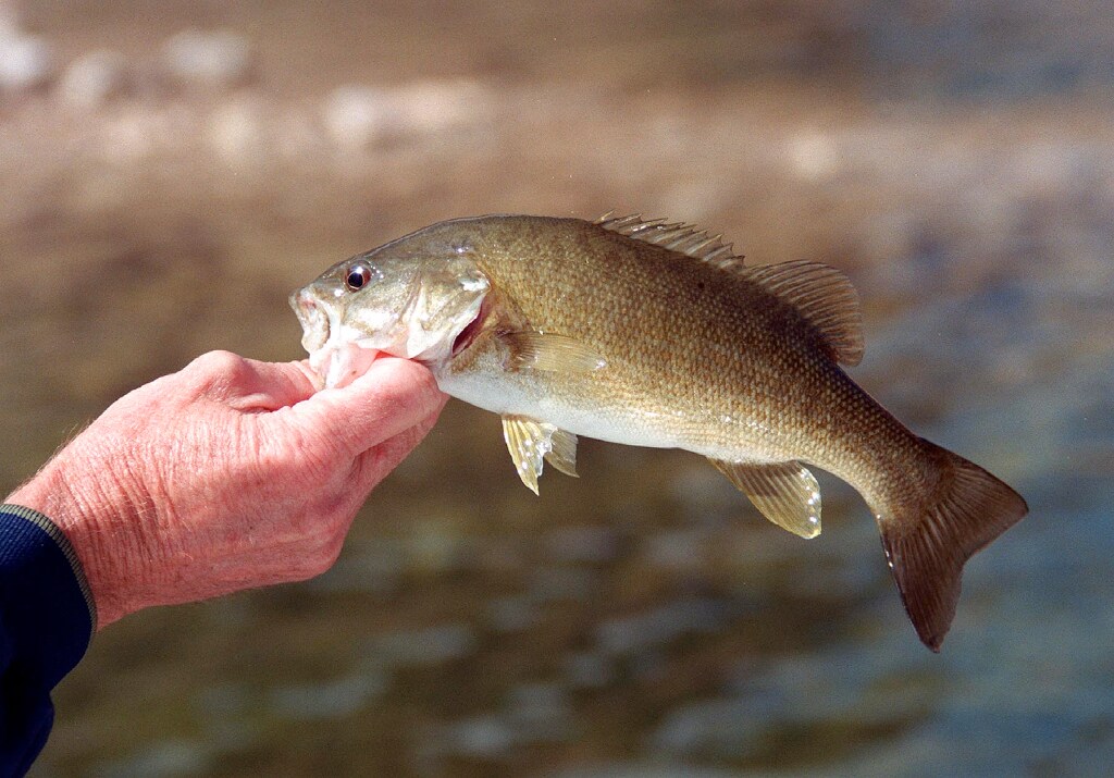 "Bucket biology" is taking one fish from its home pond or lake and transplanting it into another. D...