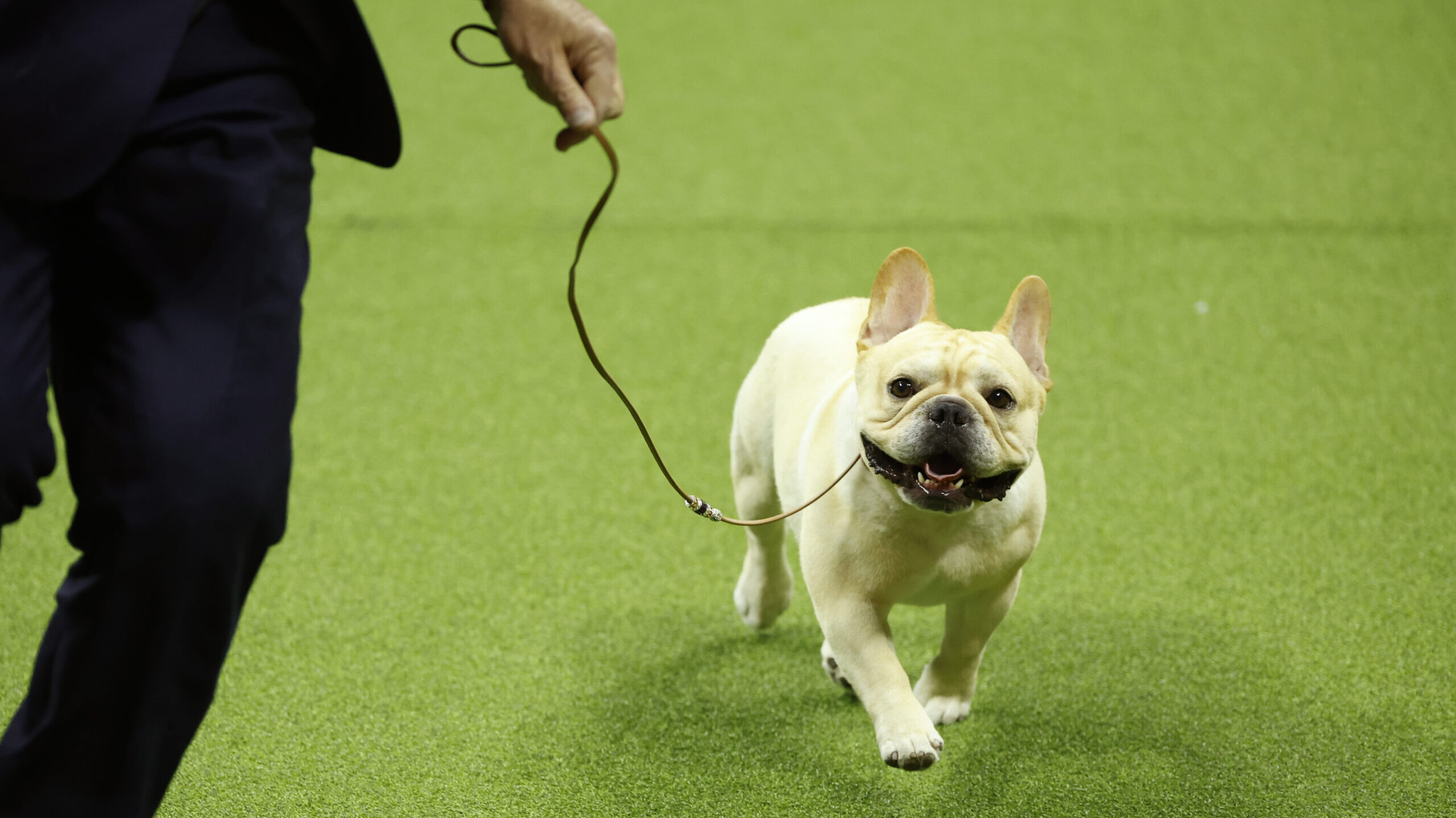 Winston, the French Bulldog, winner of the Non-Sporting Group, competes in the 147th Annual Westmin...