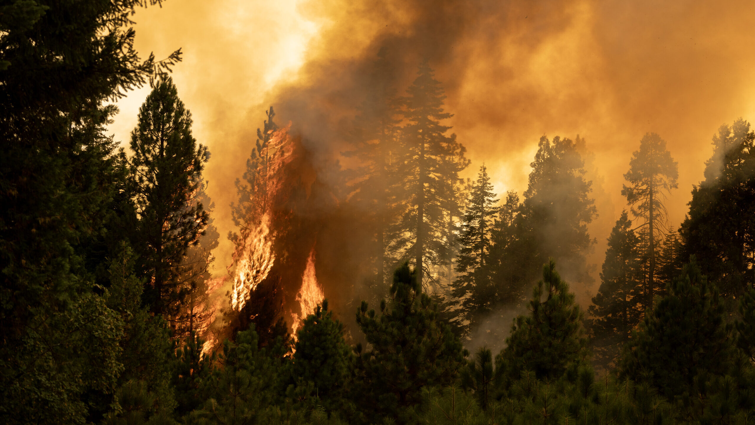 Flames quickly grow as firefighters set a backfire on the eastern front of the Park Fire, which has...