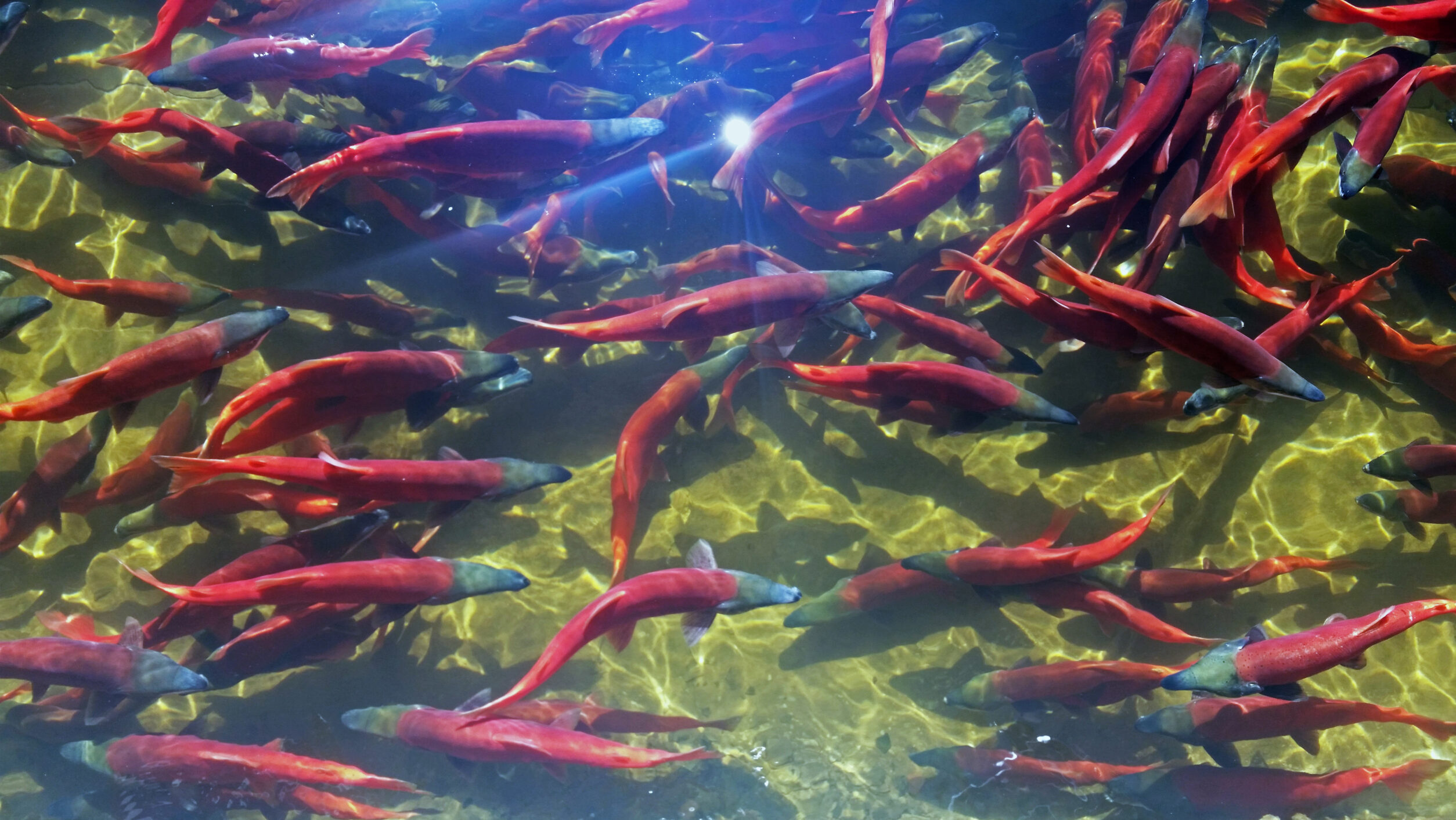 Bright red kokanee salmon move through clear water....