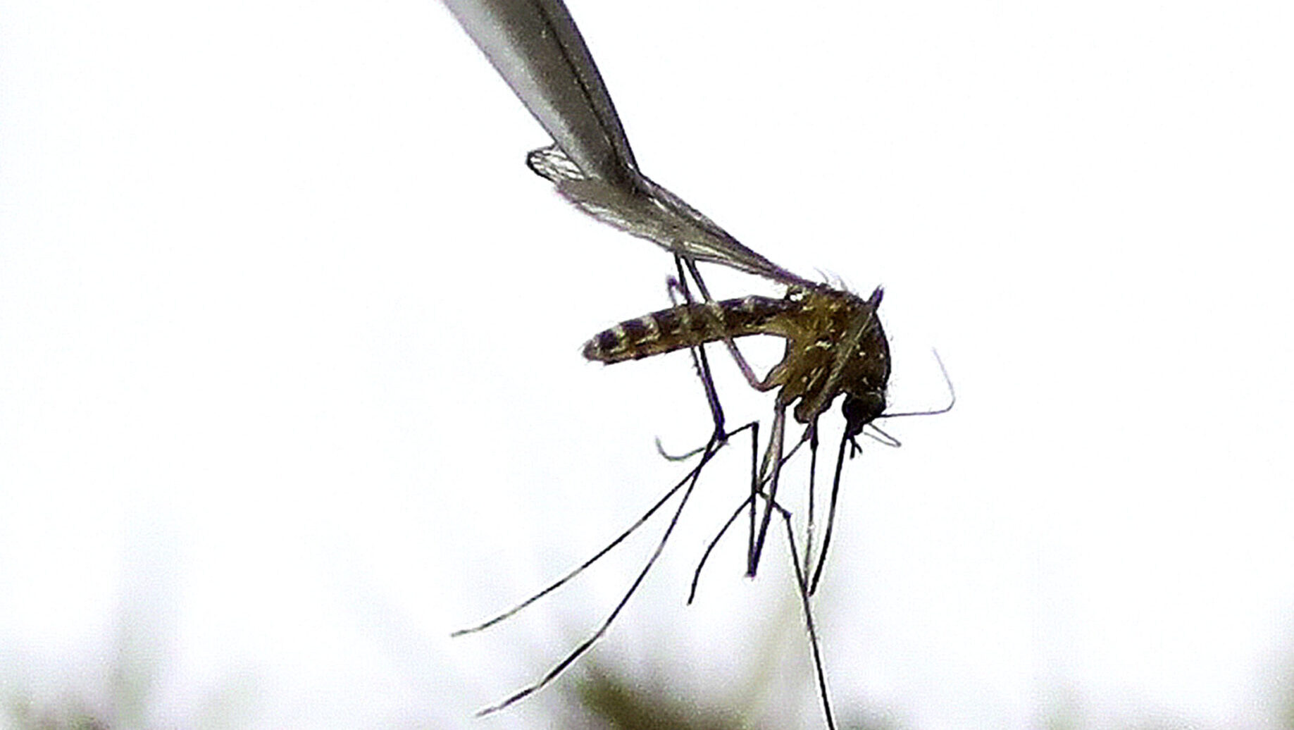 Mosquitoes hit northern Utah...