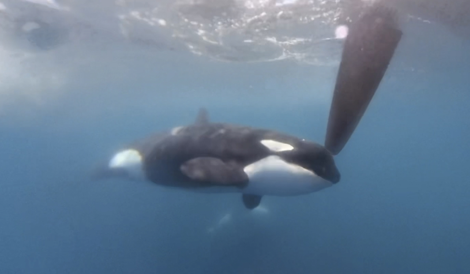 In a image from video provided by The Ocean Race, an orca moves along a rudder of the Team JAJO ent...