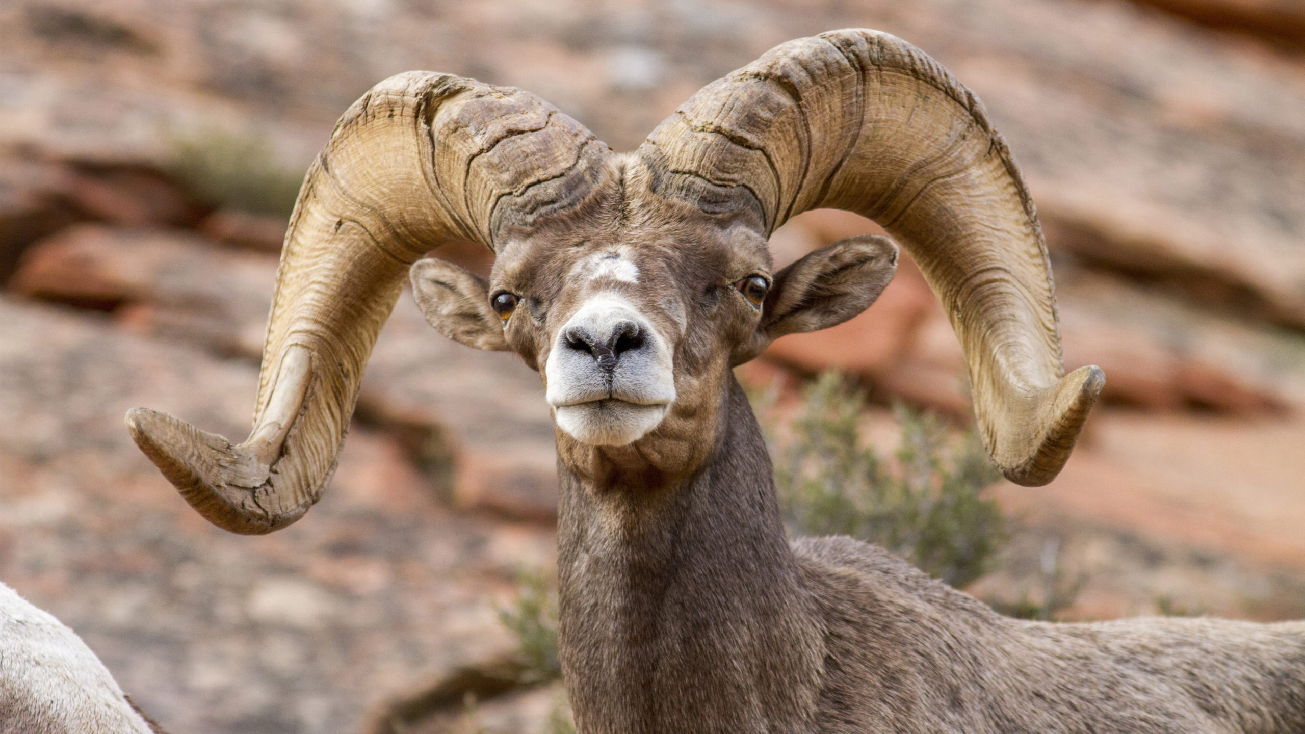 The area features a high fence that provides perfect sheep habitat and lower predator densities...