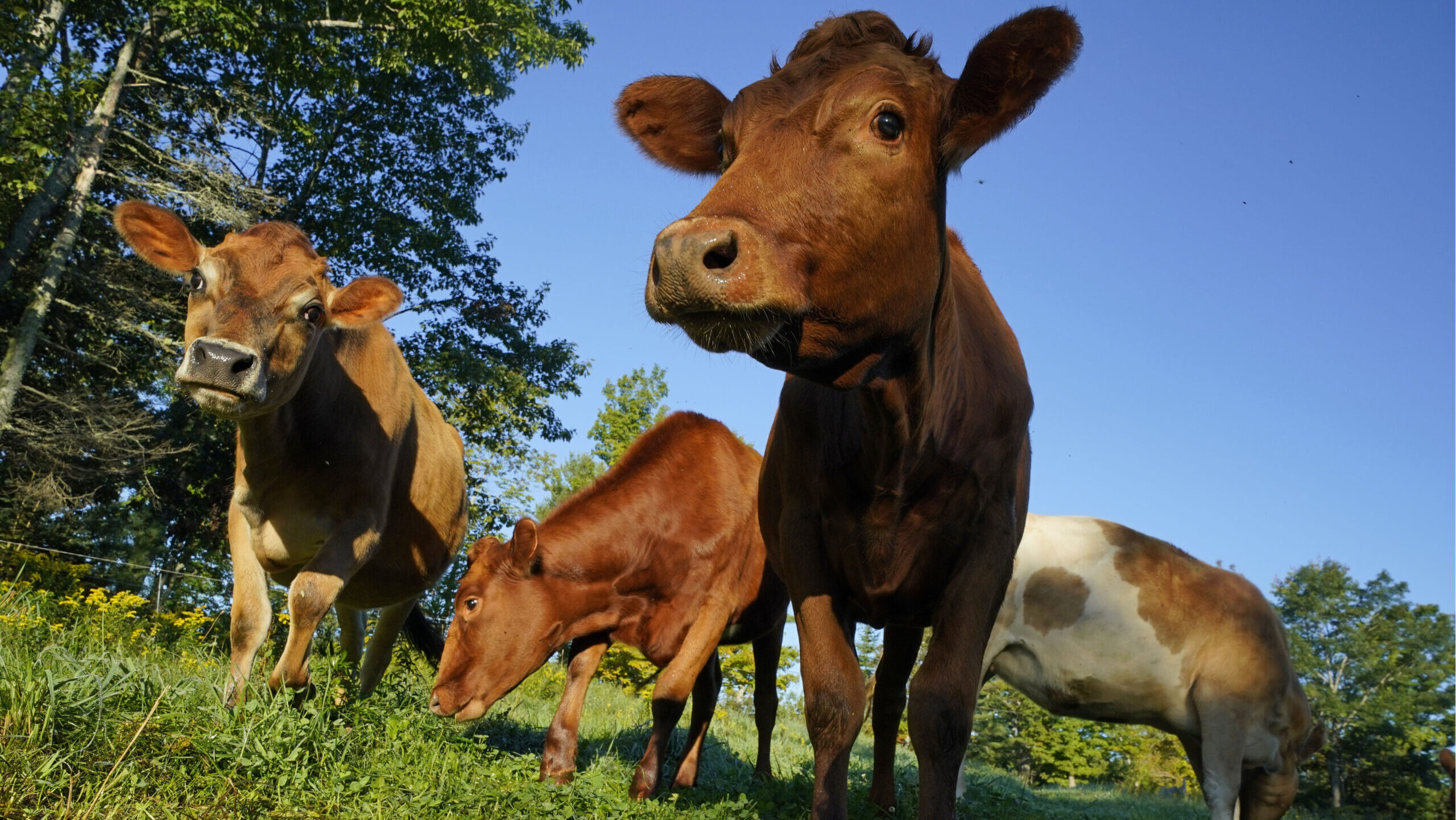 Things are finally calming down in Newfane, a farming area in western New York where cattle graze a...