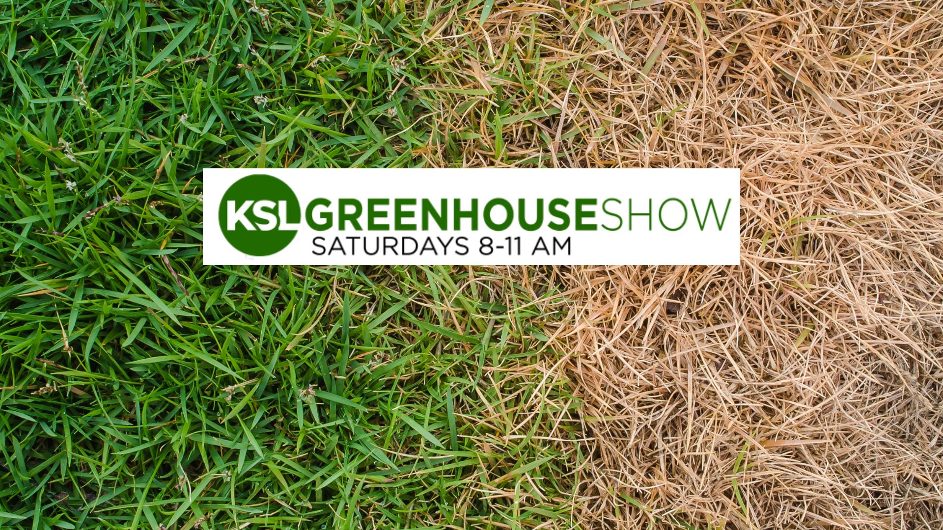 The KSL Greenhouse show host Taun Beddes shares why lawns might turn brown and how to treat those l...