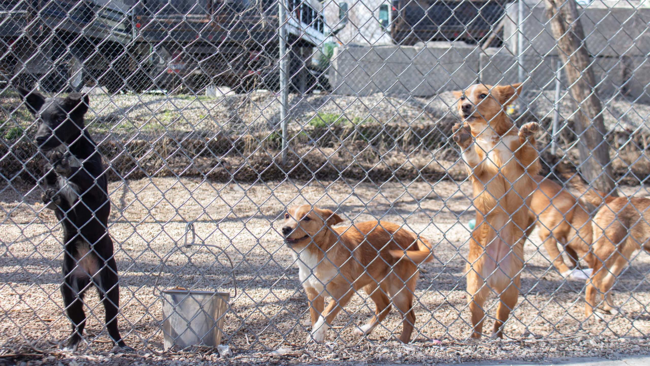 FILE: Known as the "Toy Story Litter," these puppies were housed at Second Chance for Homeless Pets...