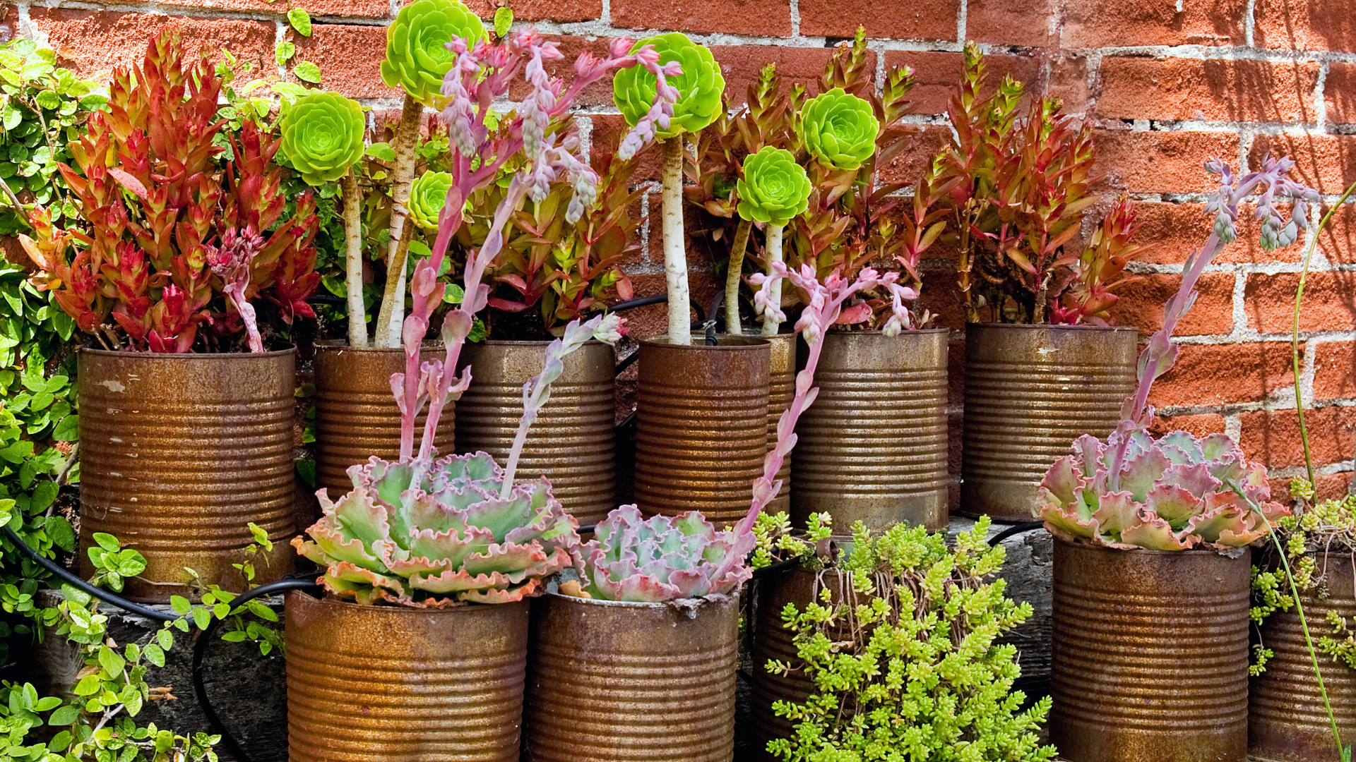 container garden shown...