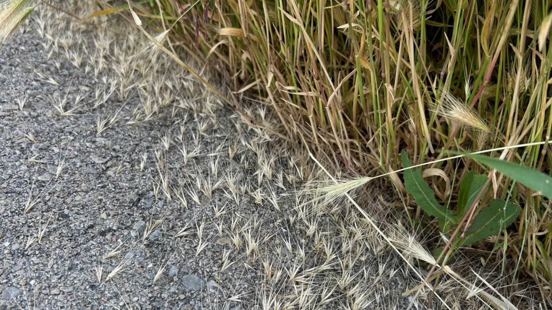 Foxtails are seeds dropped by wild grass. They can become easily attached to dog fur, as well as th...