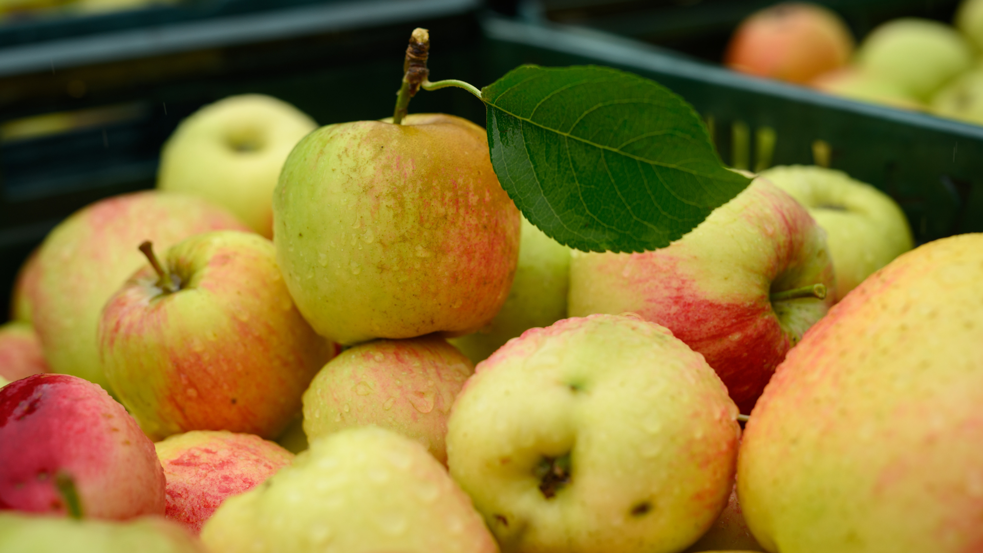 Are you looking for some delicious apple varieties in Utah? (Photo by Leon Neal/Getty Images)...