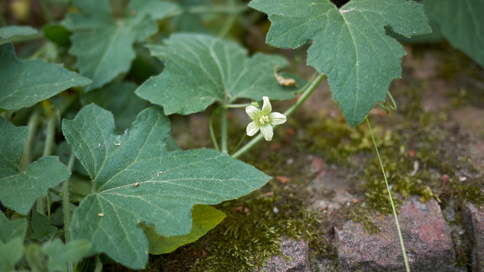 Bryonia, also known as bryony, is a weed that is part of the cucumber family. It looks very similar...