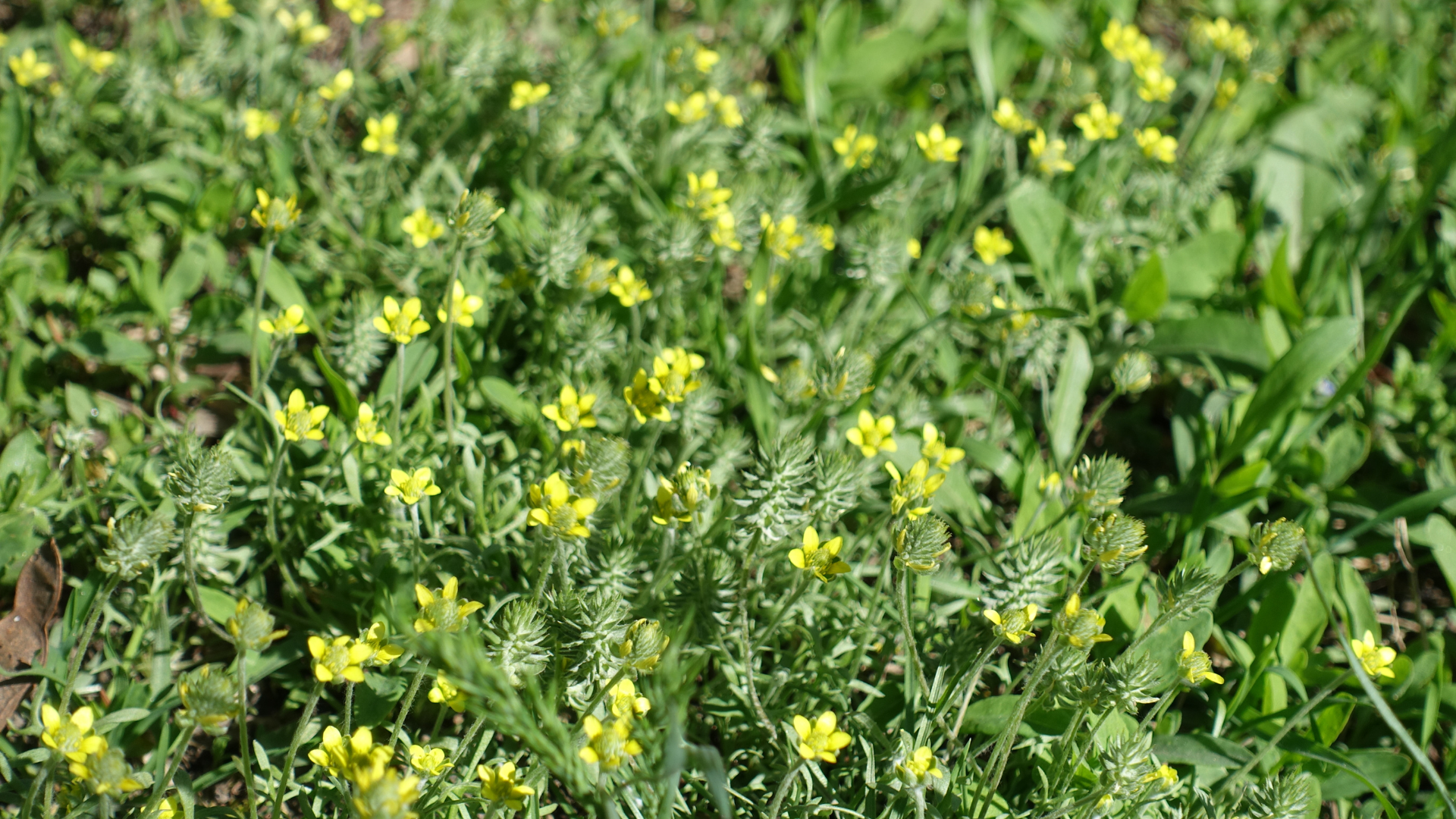 Although the seed heads of bur buttercup look soft at first, they will stiffen up as they dry down,...