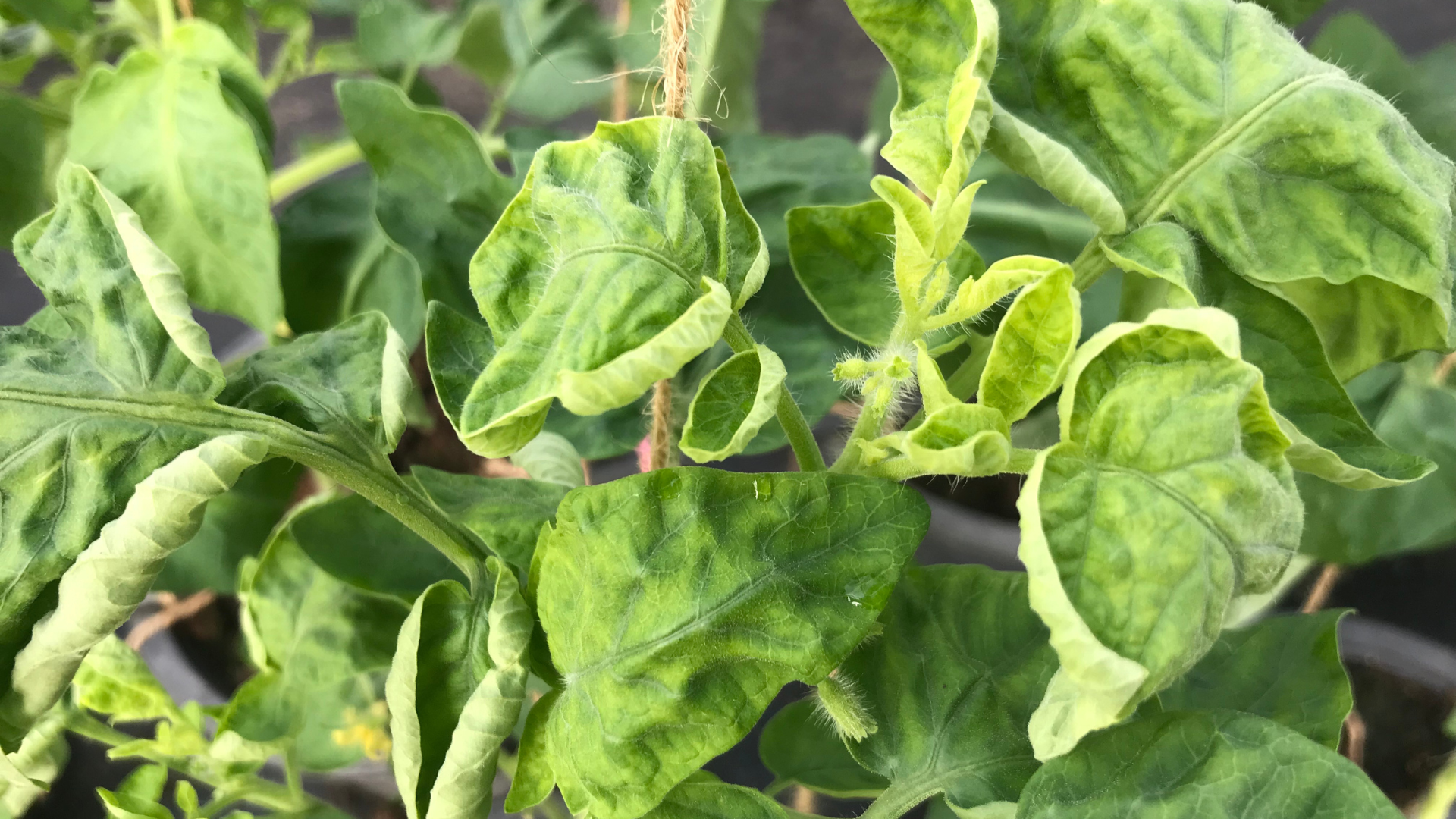 tomatoes and curly top disease...