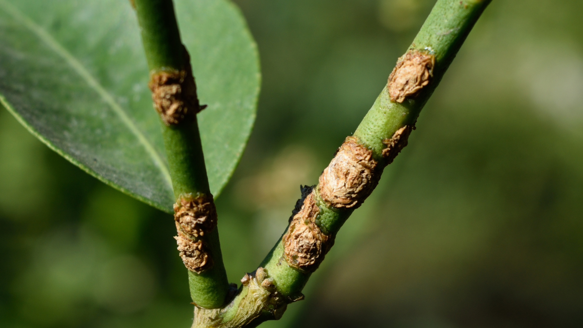 Because a lot of stone fruits don't completely adapt to Utah’s climate, you’ll often see Cytosp...