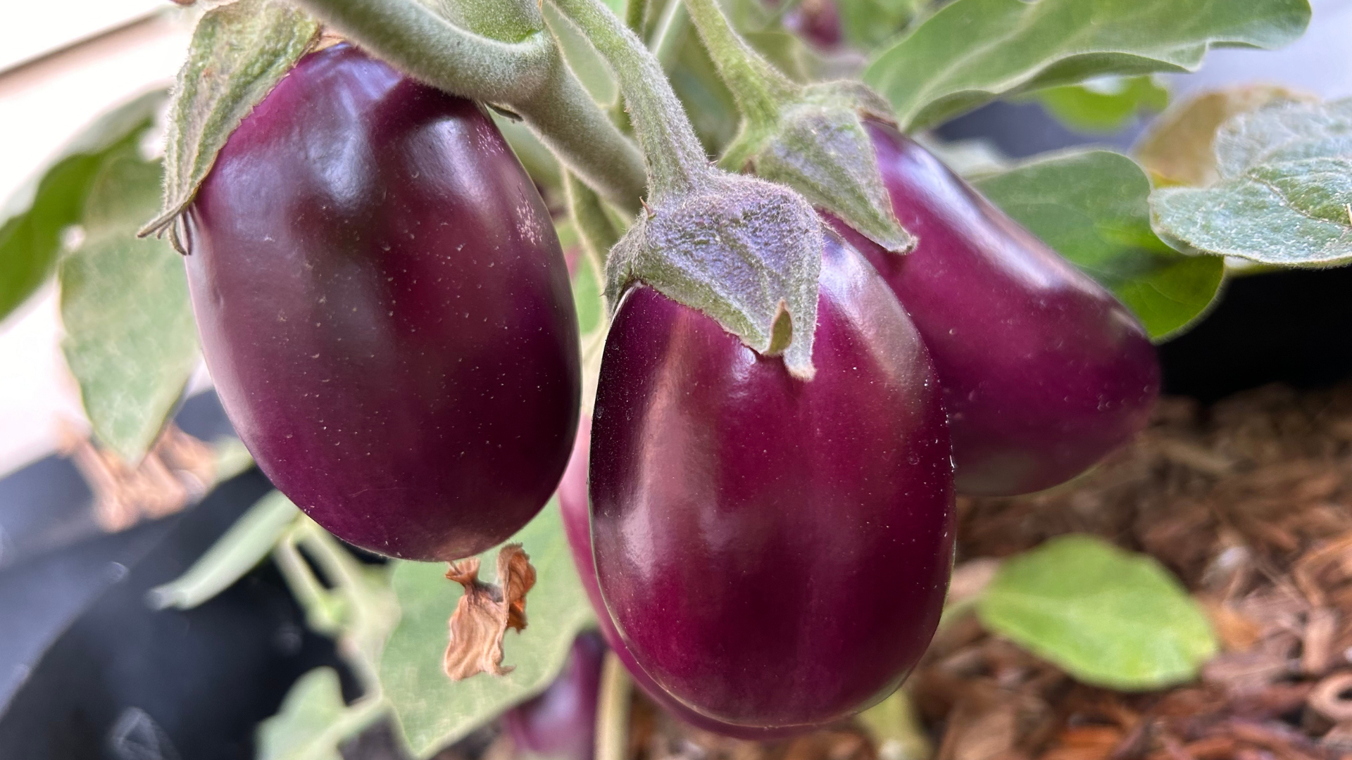 Purple eggplants hanging from a branch...