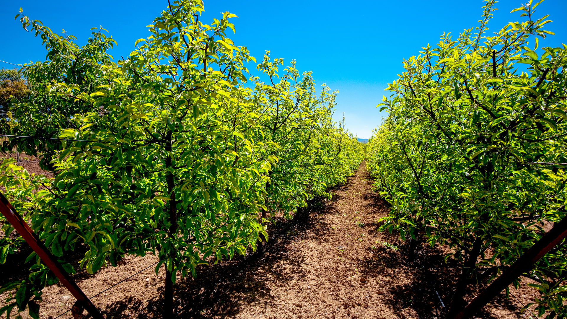 There’s not a lot of options for dwarf fruit trees out there, but there’s enough in apples and ...