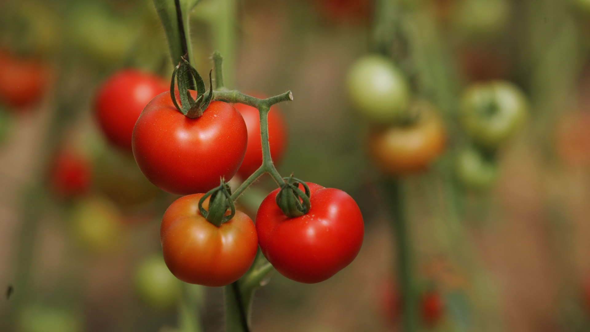 Planting tomatoes is like building a house, meaning you have to start with a good foundation. In th...