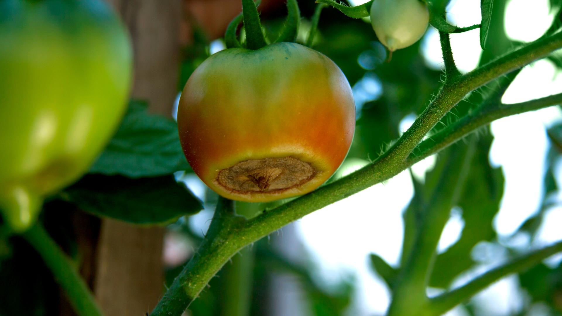 Over the last couple of weeks, Taun has seen a lot of environmental damage on garden vegetables. He...