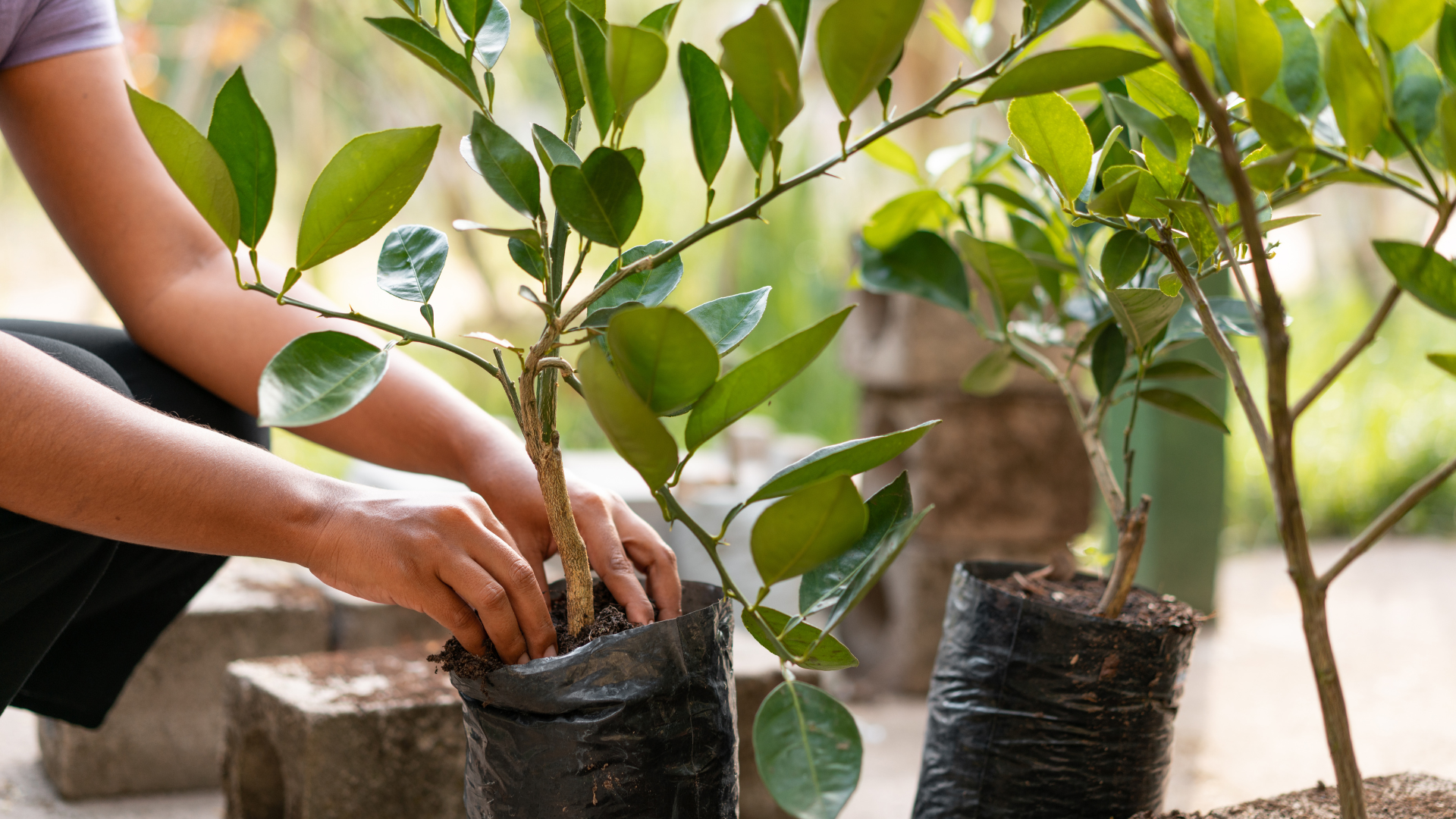 planting trees in a container...