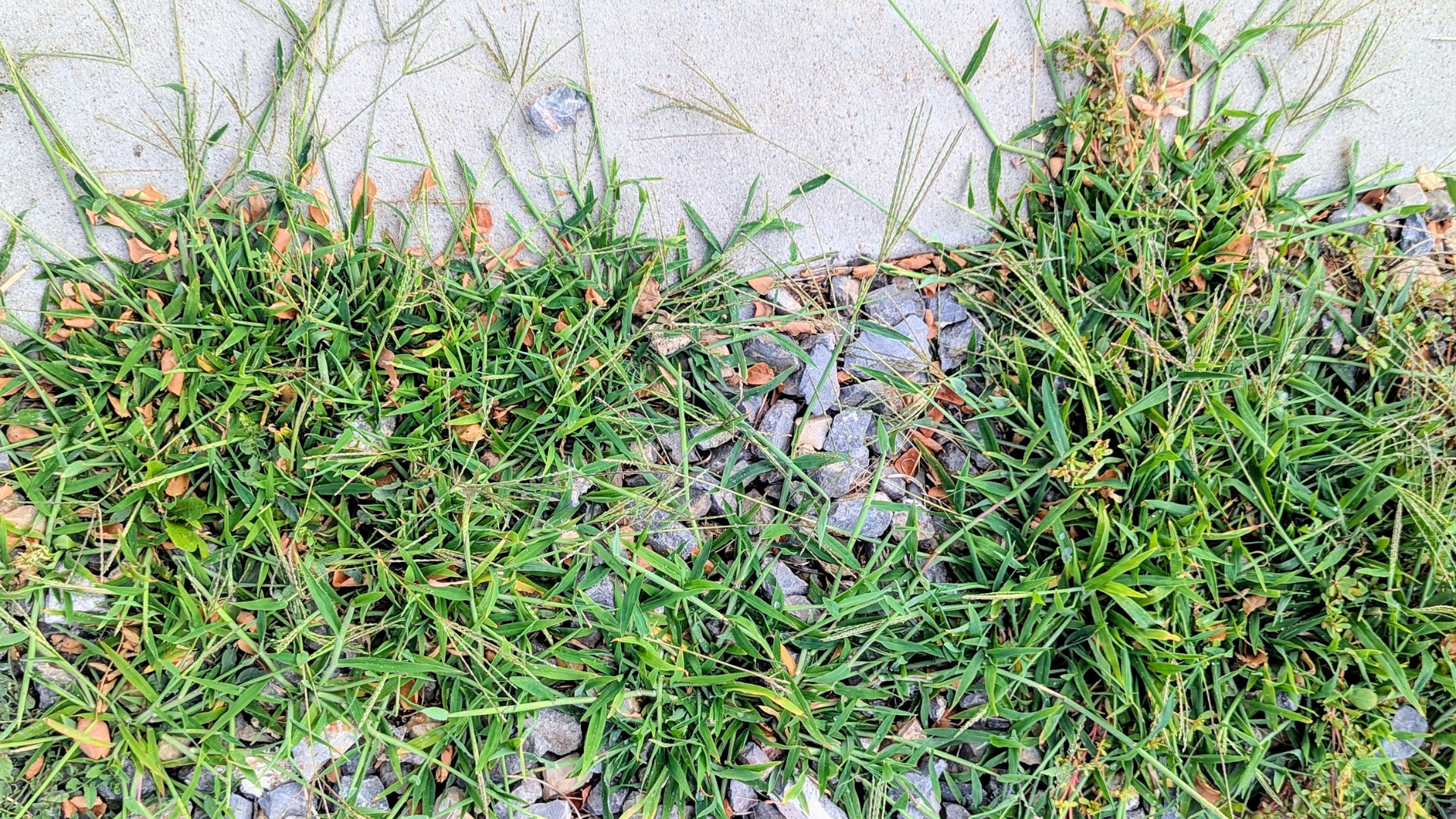 Bindweed, crabgrass, and spurge are just a few of the weeds people often see in their pavement....