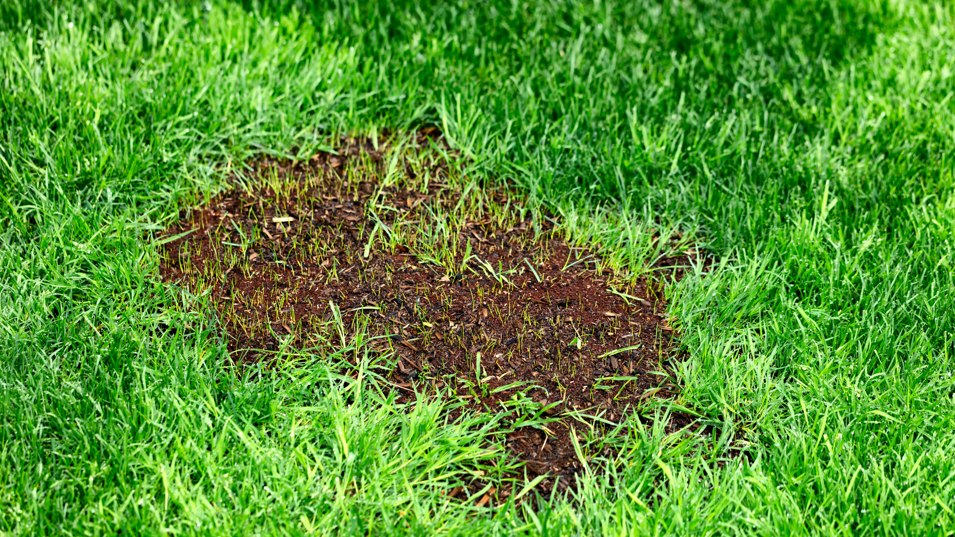 Before you decide whether your lawn needs renovating, figure out why it is damaged....