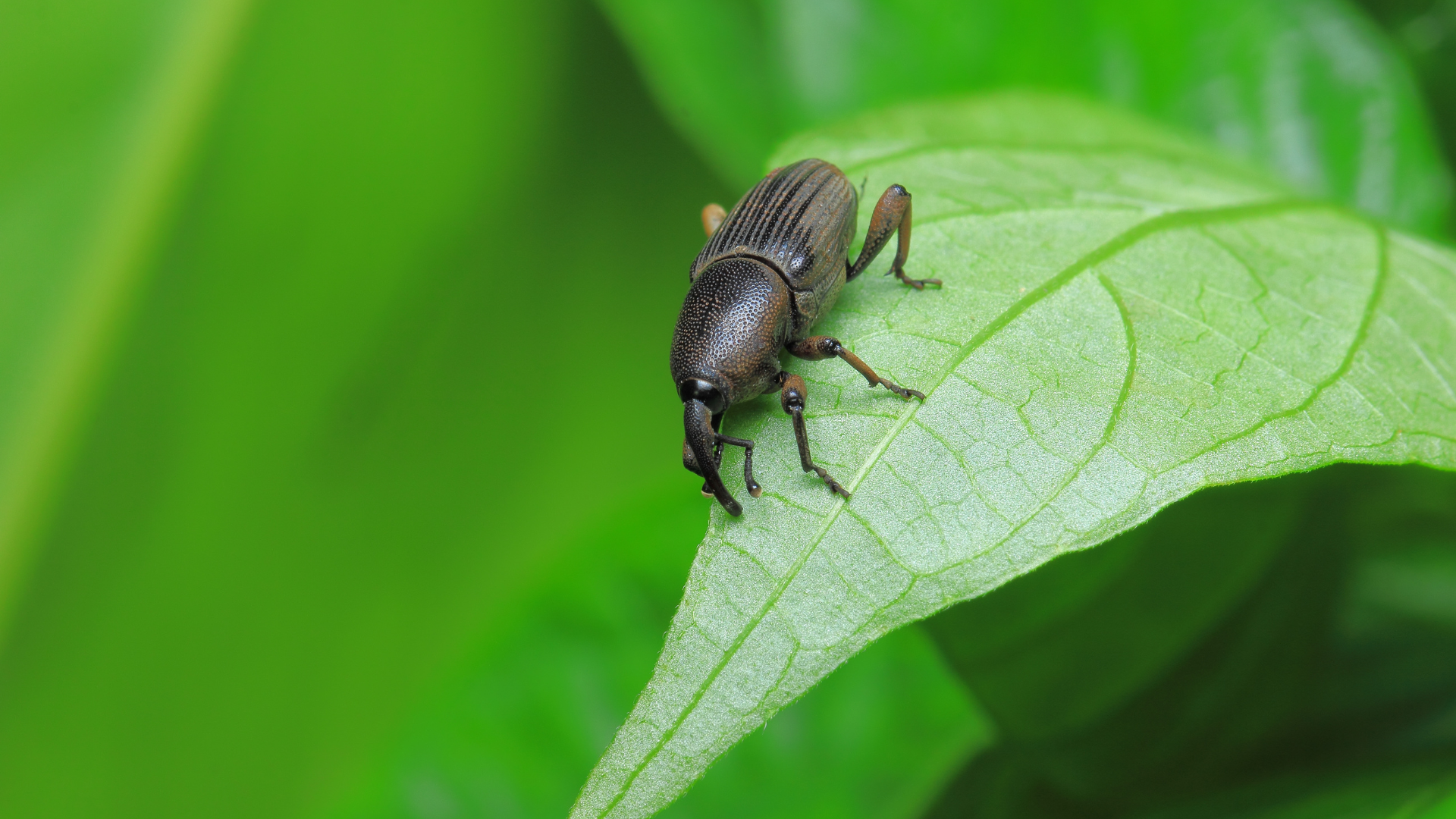 A small black root weevil sitting on top of a green leaf...