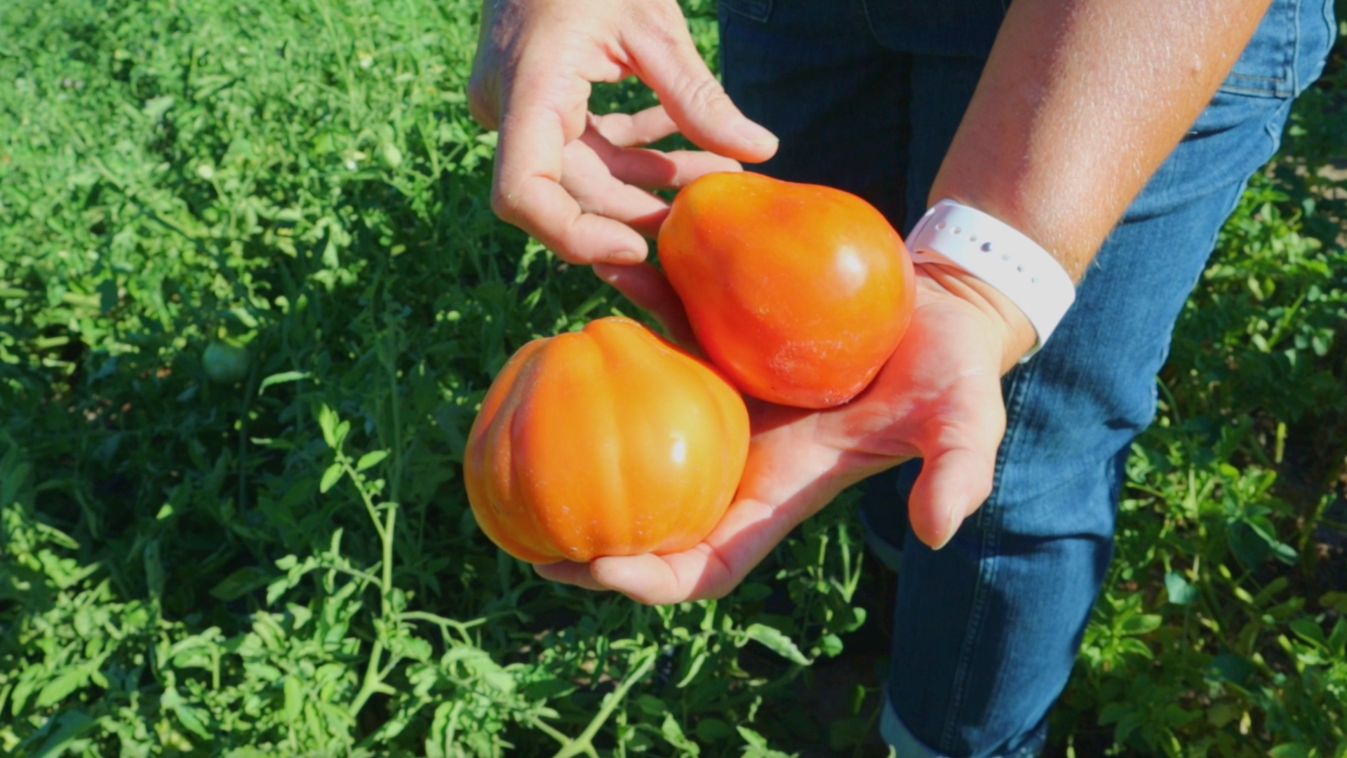 Two red-orange, pear-shaped Goldman's Italian American tomatoes...