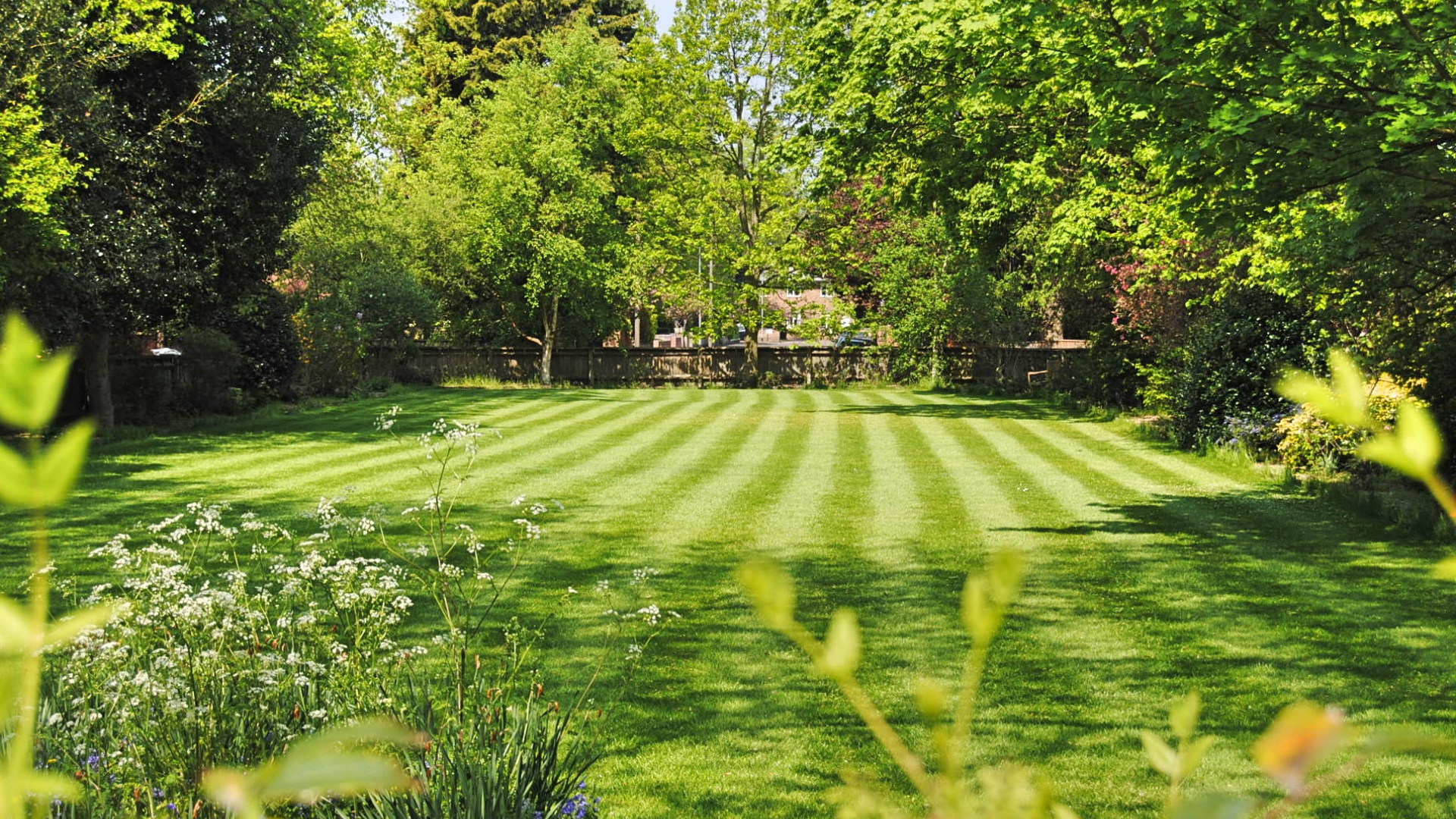 There’s still hope if your lawn turns brown between July and August. Once it cools down during mi...