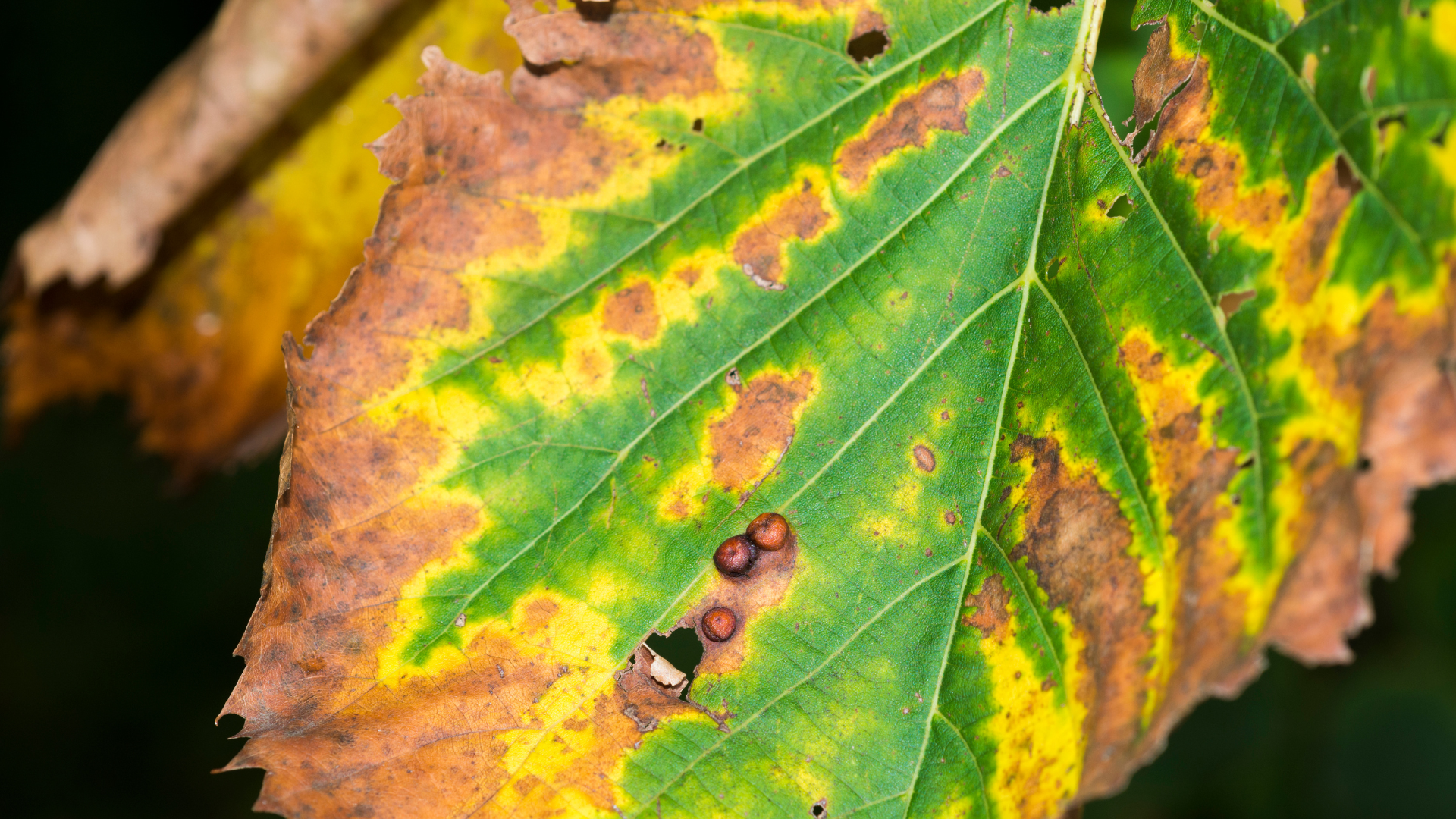 When leaves start to scorch, the edges of the leaves will turn brown. This generally happens on the...