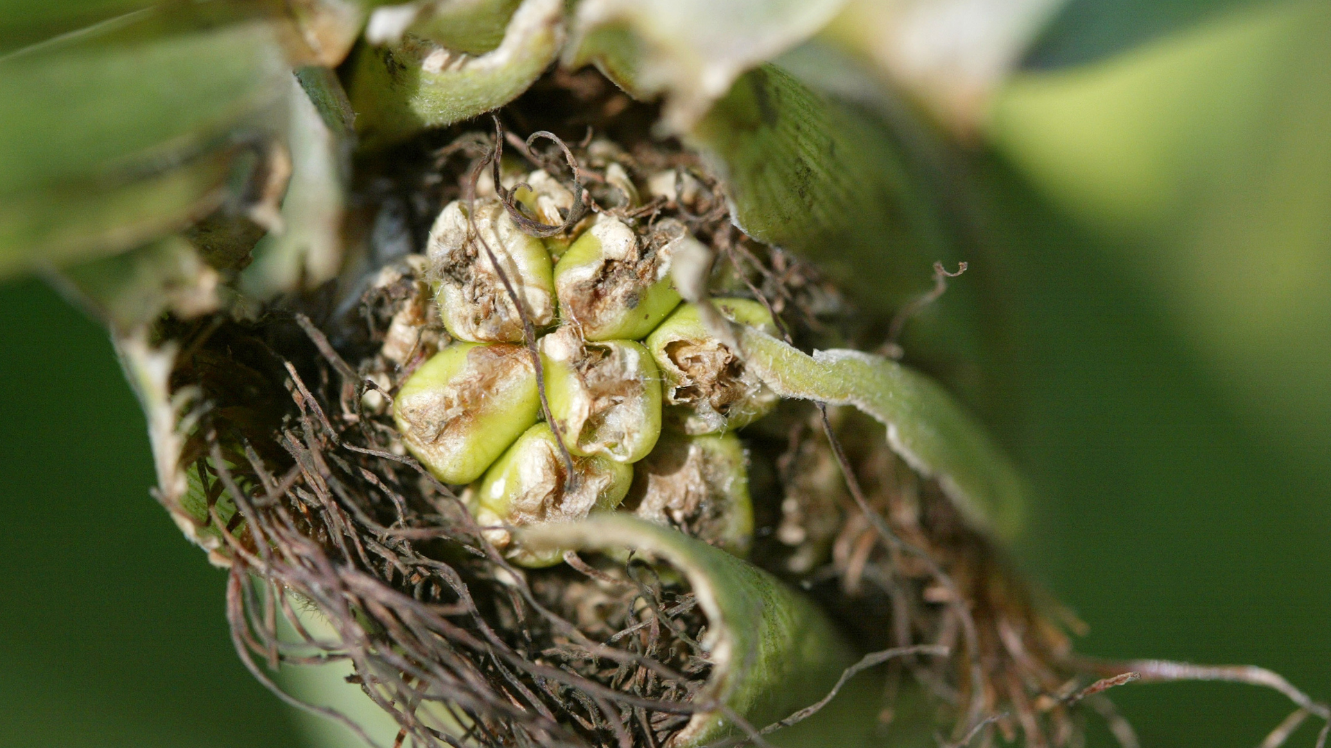 A corn dried up from heat stress...