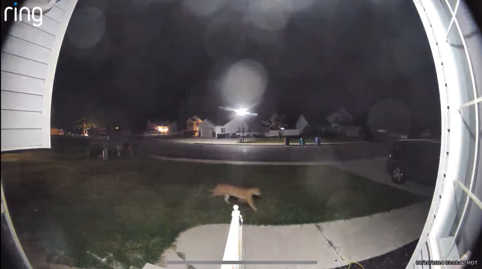 mountain lion in lehi...