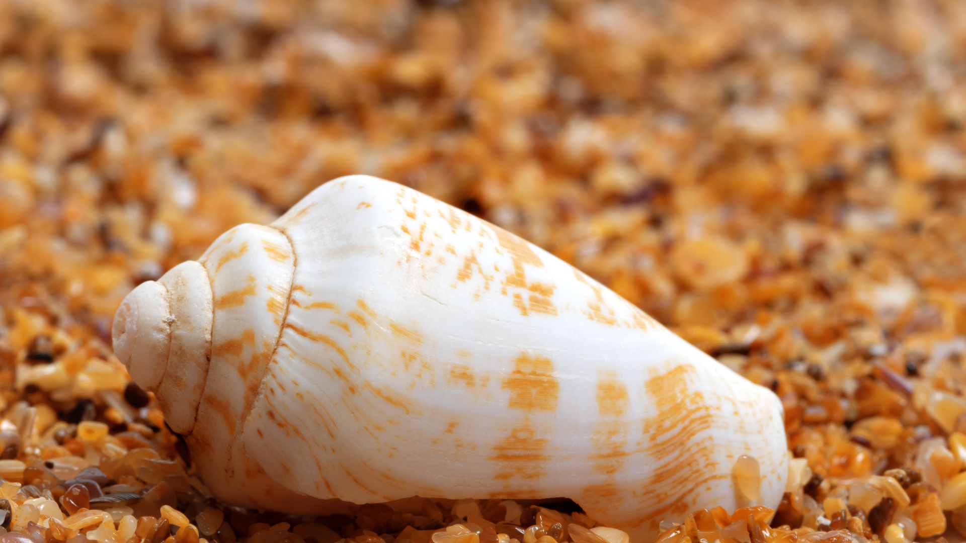 University of Utah researchers are looking into a cone snail for a faster acting diabetic treatment...