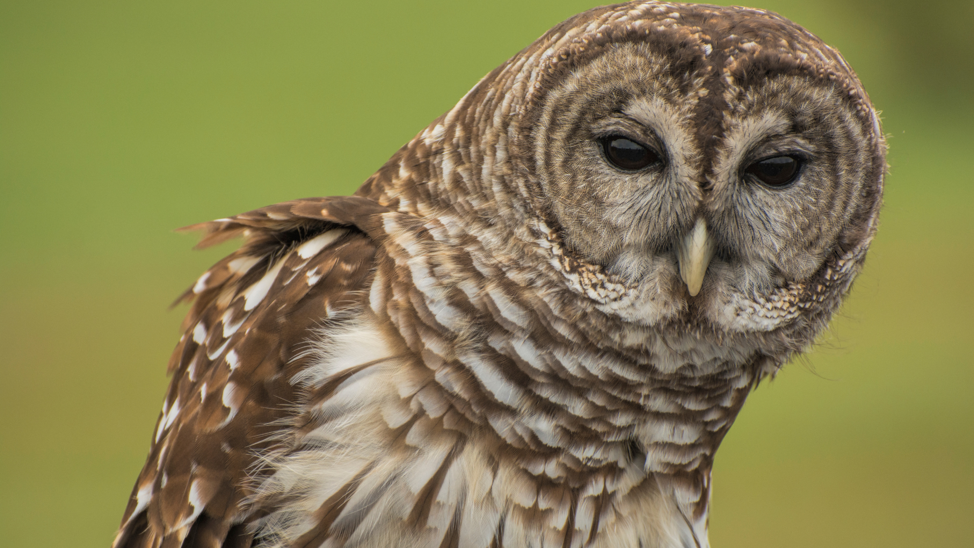 A brown and white barred owl sits in front of a green background....